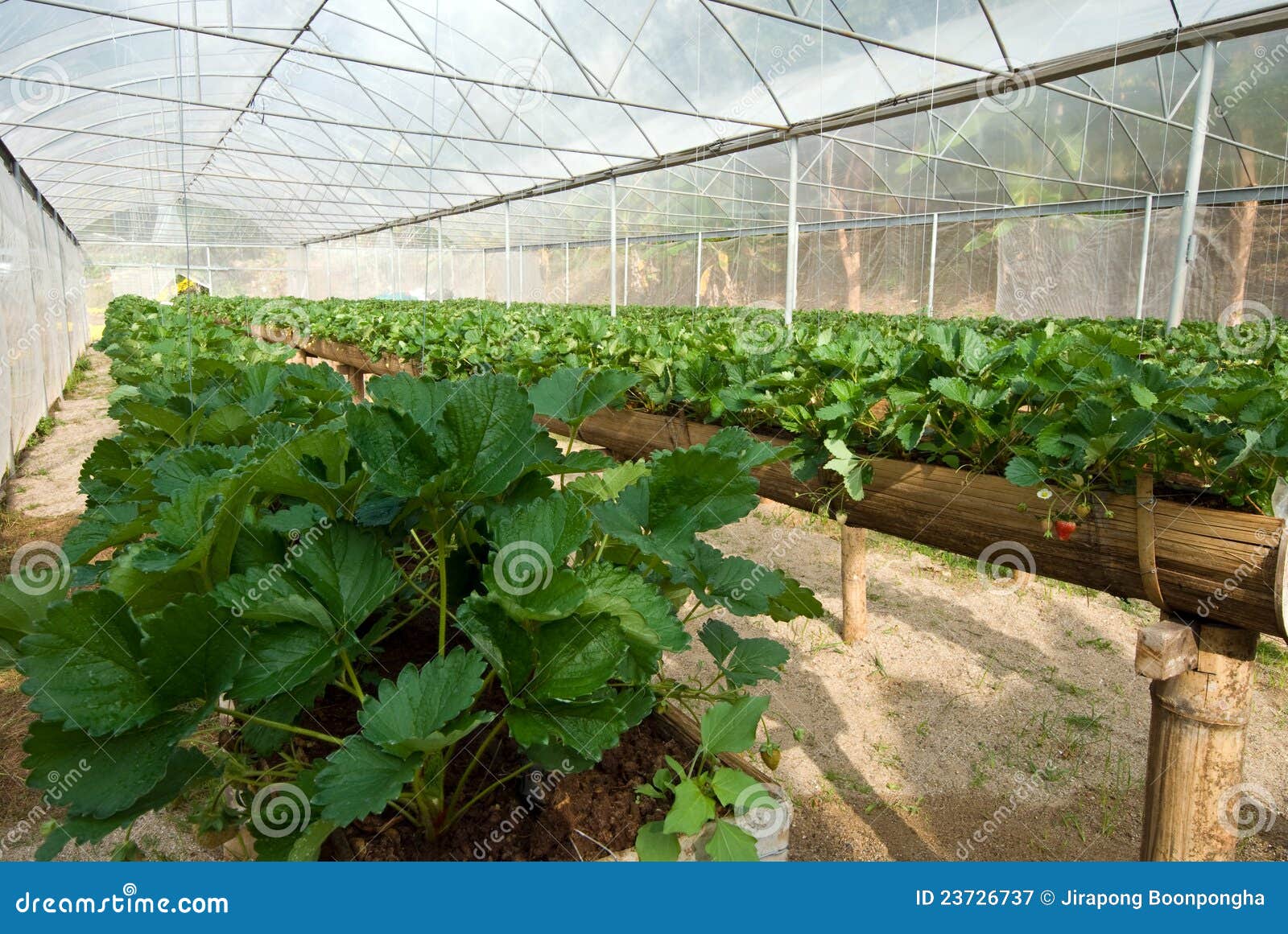 Lantgård som växer den organiska jordgubbevinen