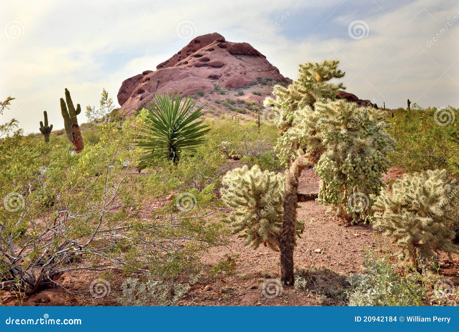 JoshuaBaumWüstenbotanischer Garten Phoenix Stockfoto Bild von