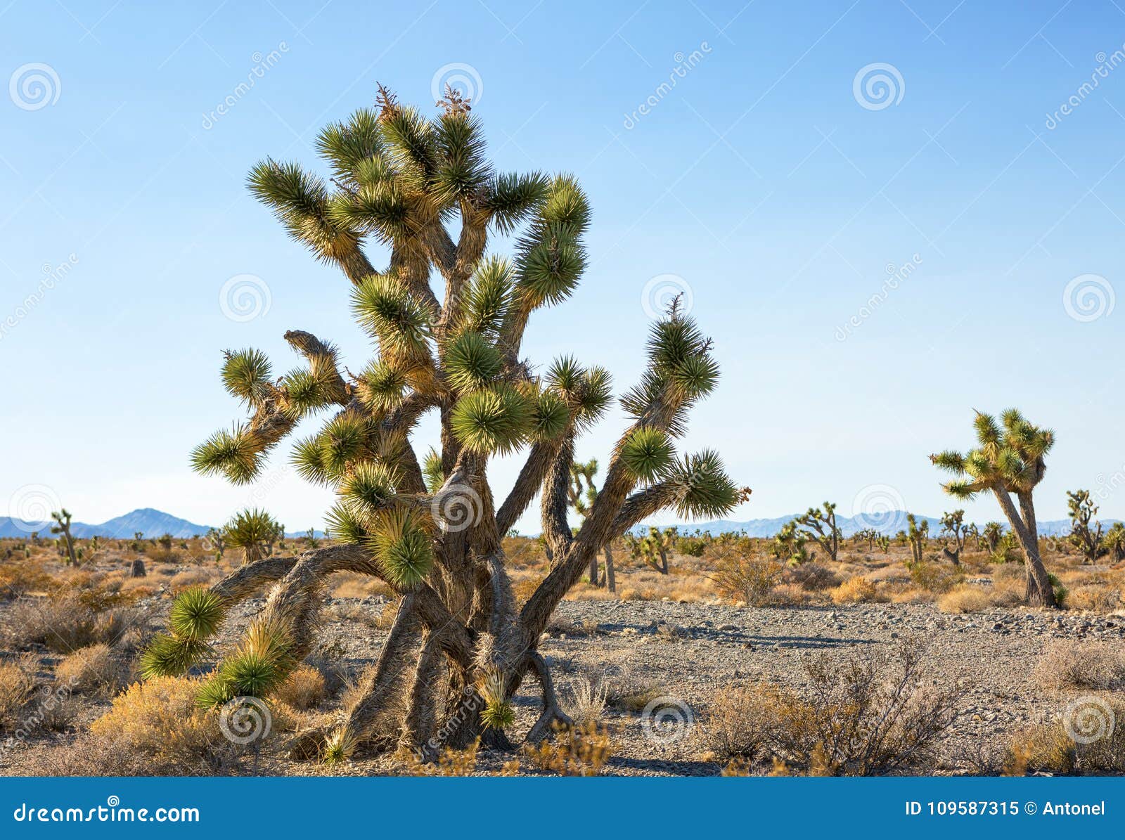 Joshua drzewo i las w Mojave Krajowej prezerwie, southeastern Kalifornia, Stany Zjednoczone