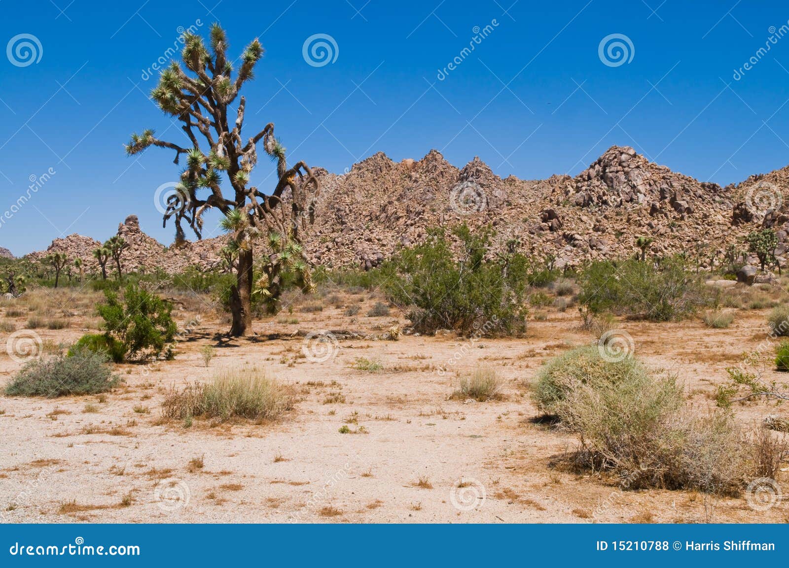 Joshua Tree stock photo. Image of bushes, landscape, wasteland 15210788