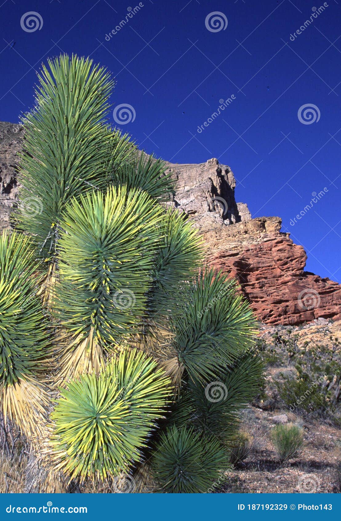 joshua tree and cliffs, virgin mountains, arizona