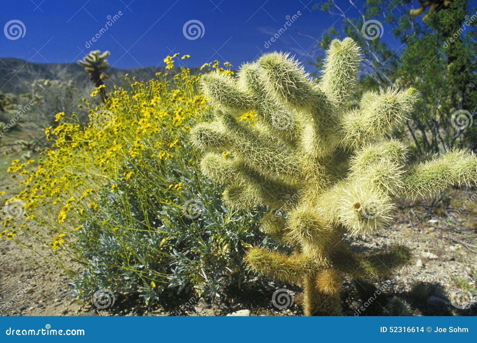 Joshua Tree Desert in bloom, Springtime, CA