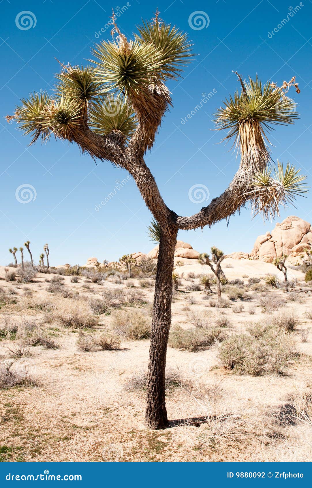 joshua tree national park