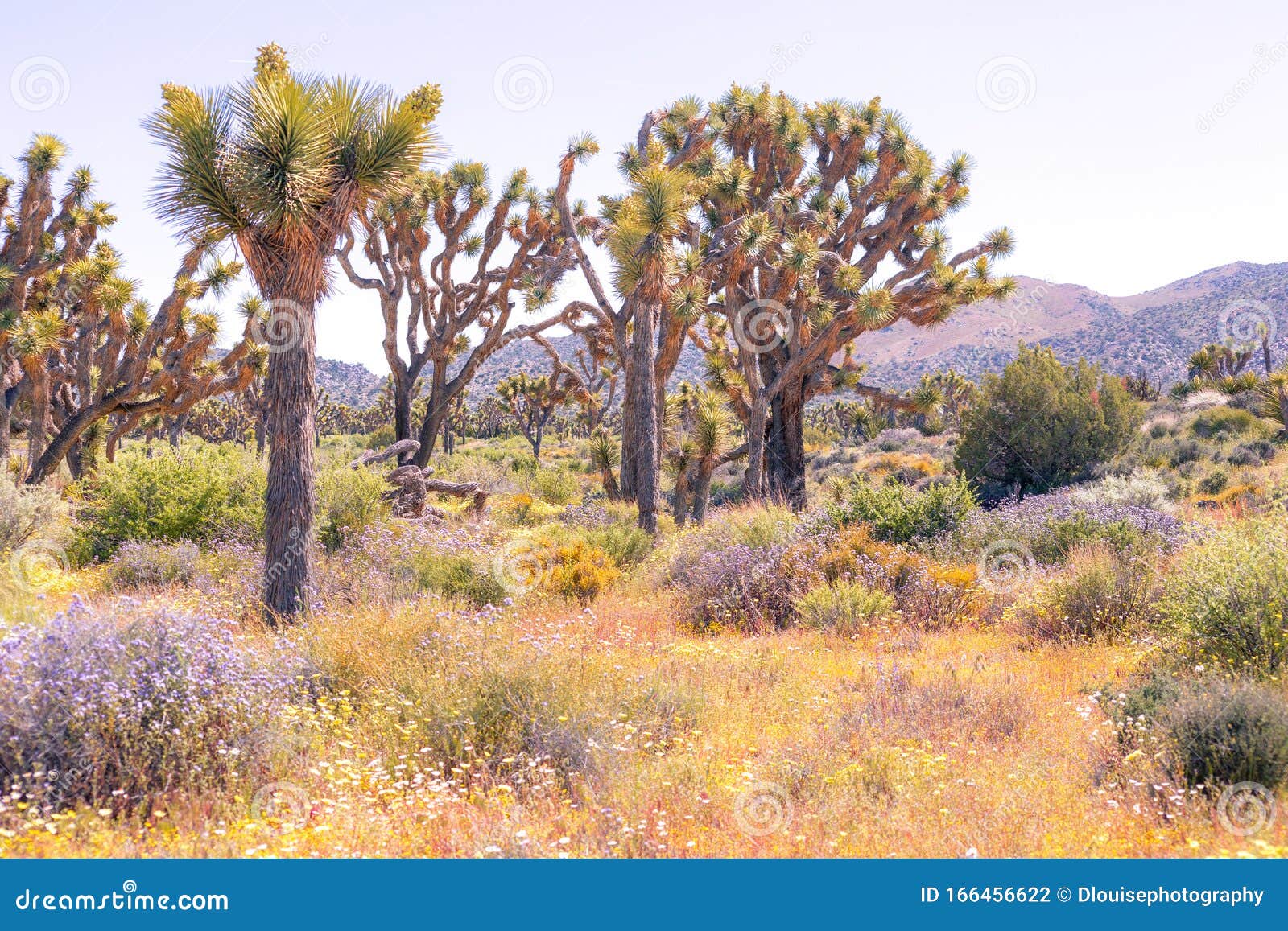 joshua tree national park super bloom