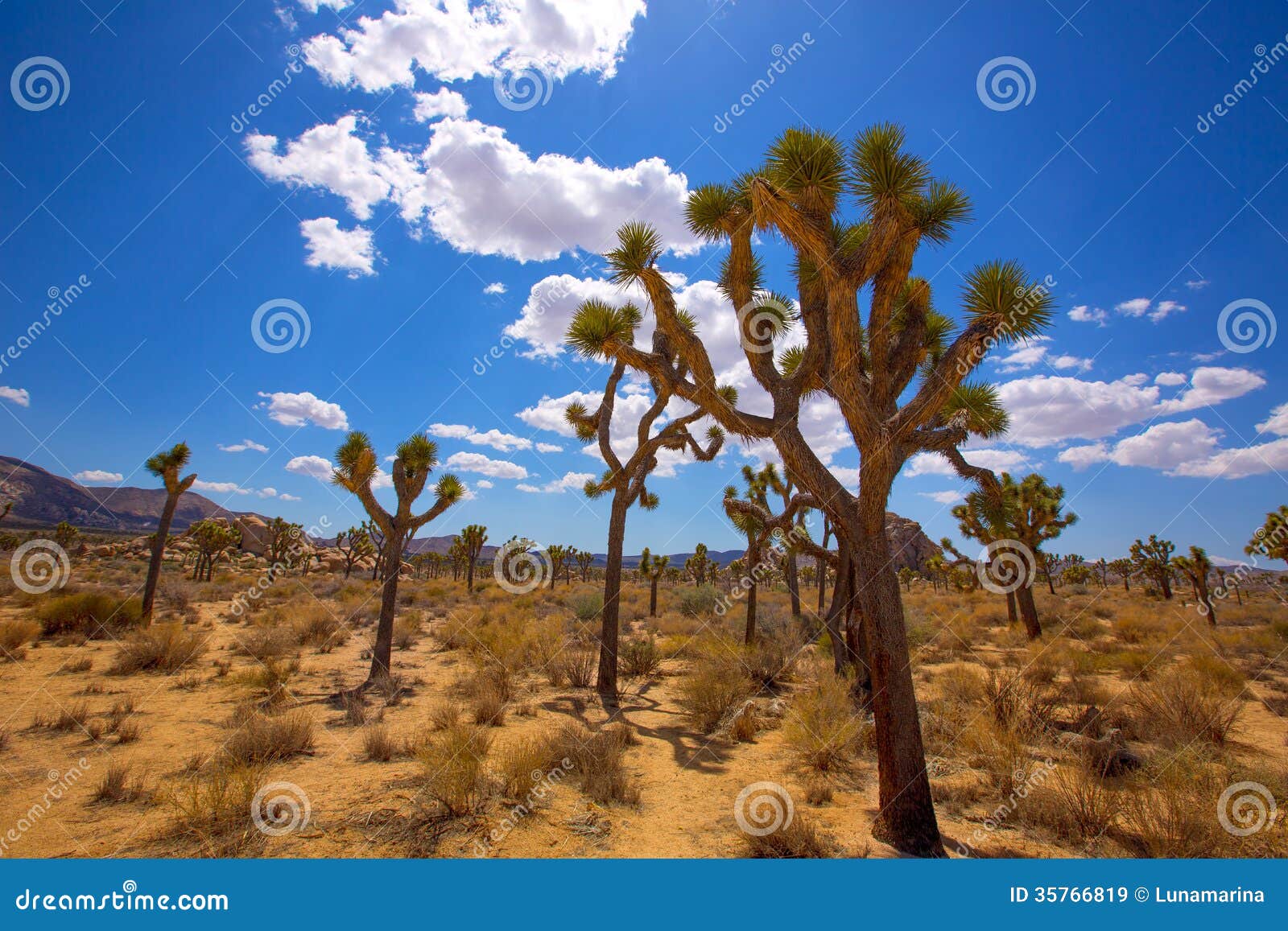 joshua tree national park yucca valley mohave desert california