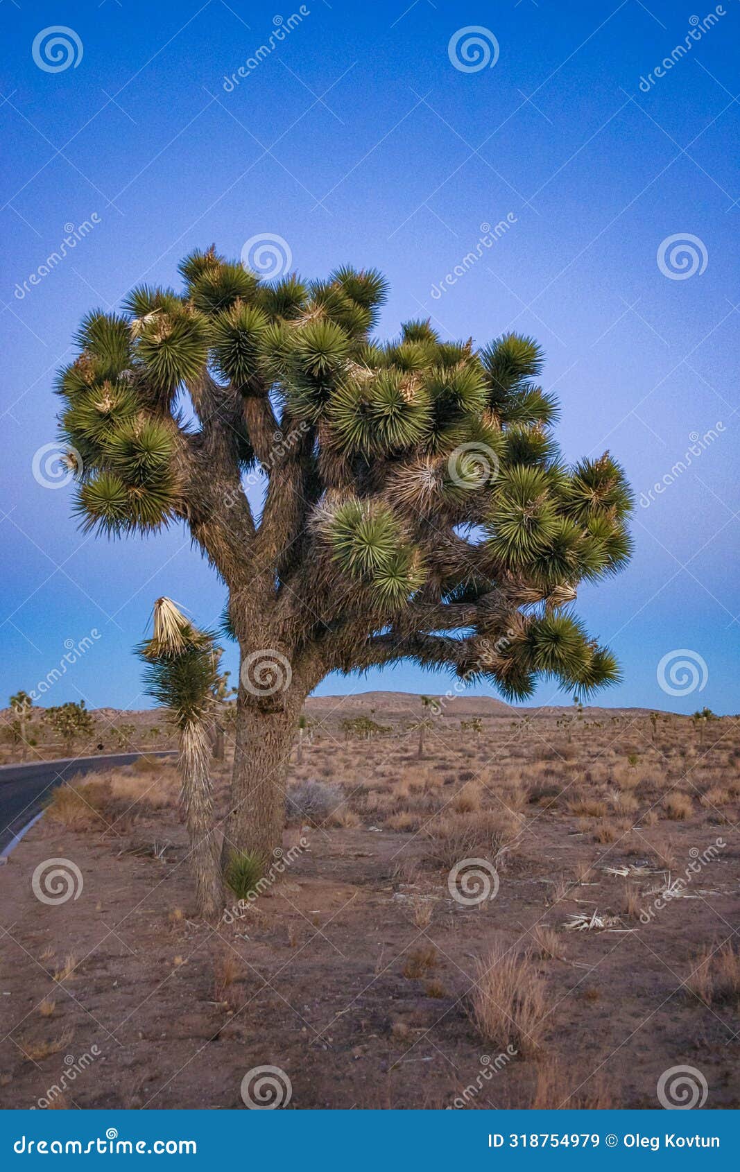 joshua tree, yucca palm (yucca brevifolia) - silhouette of a giant yucca tree against the evening sky