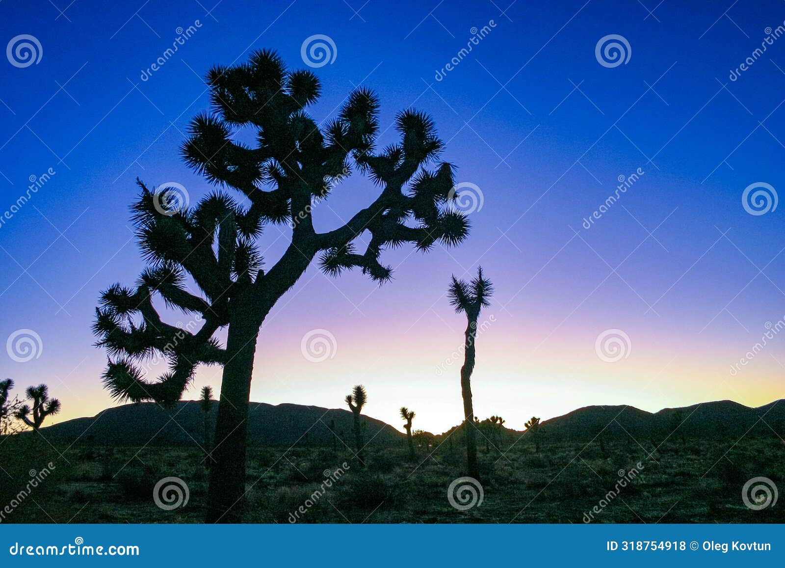 joshua tree, yucca palm (yucca brevifolia) - silhouette of a giant yucca tree against the evening sky