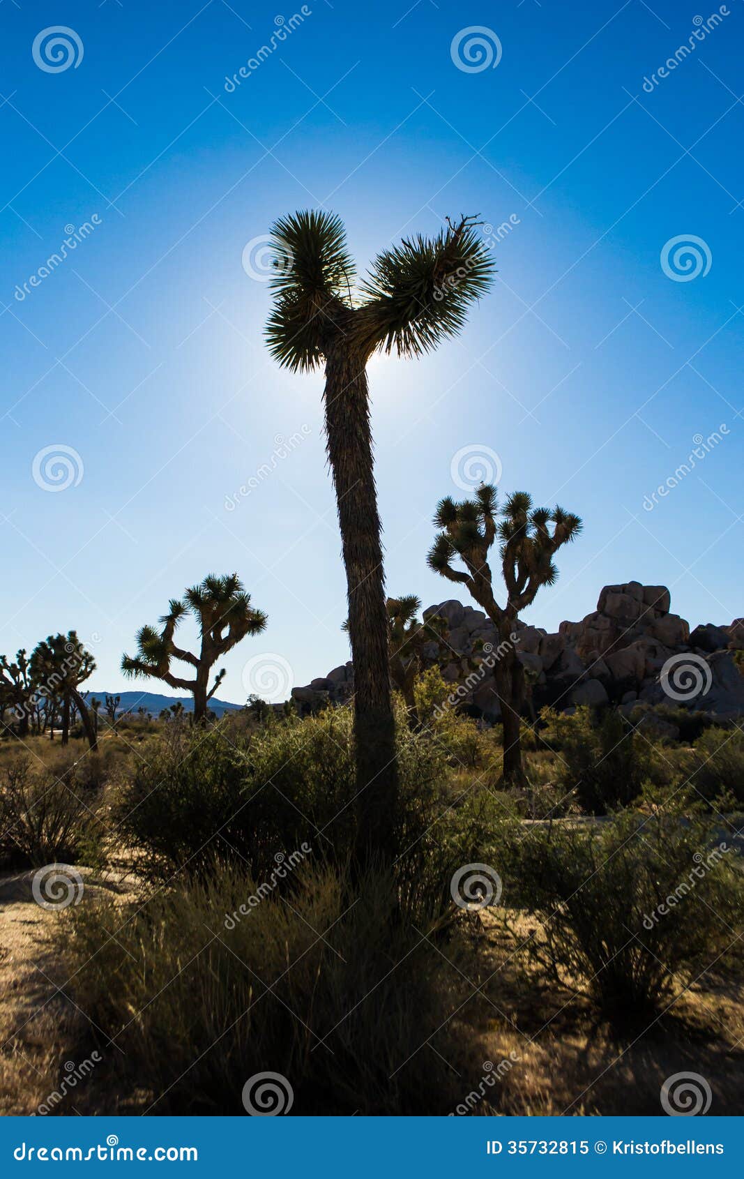 Joshua Trees at Golden Hour Stock Image Image of lonely, park 35732815