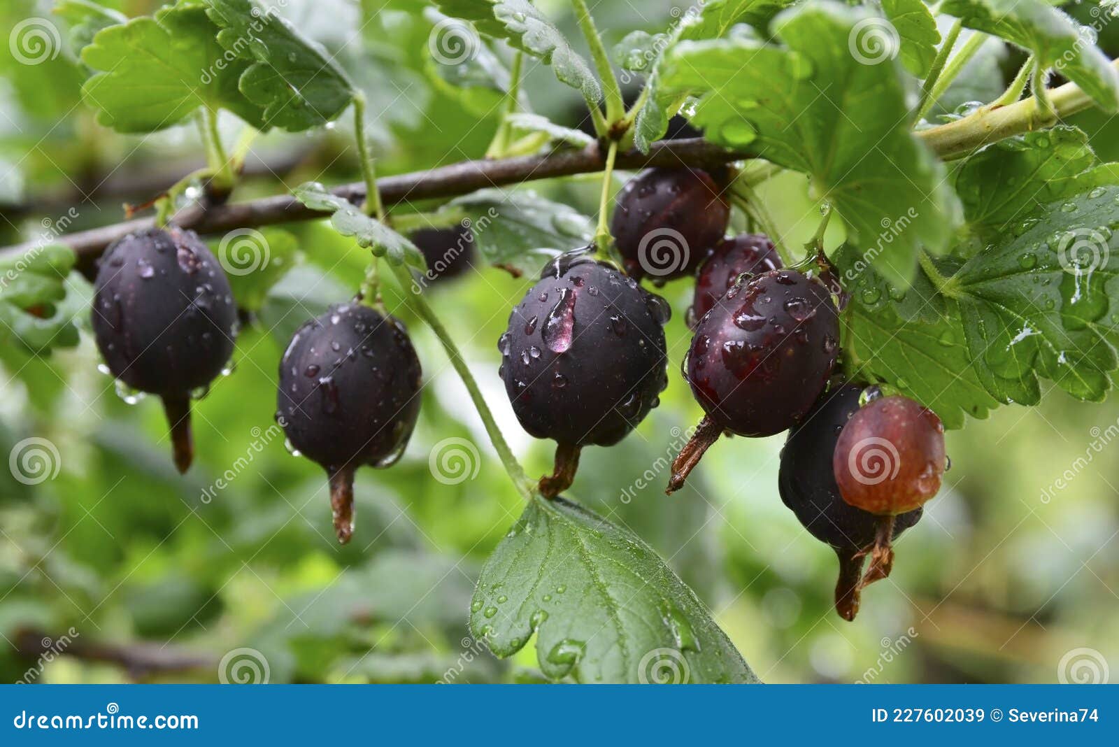 Jostaberry Ribes Times Nidigrolaria гибрид черной смородины и крыжовника всаду. ветвь с спелыми ягодами Стоковое Изображение - изображениенасчитывающей флора, группа: 227602039