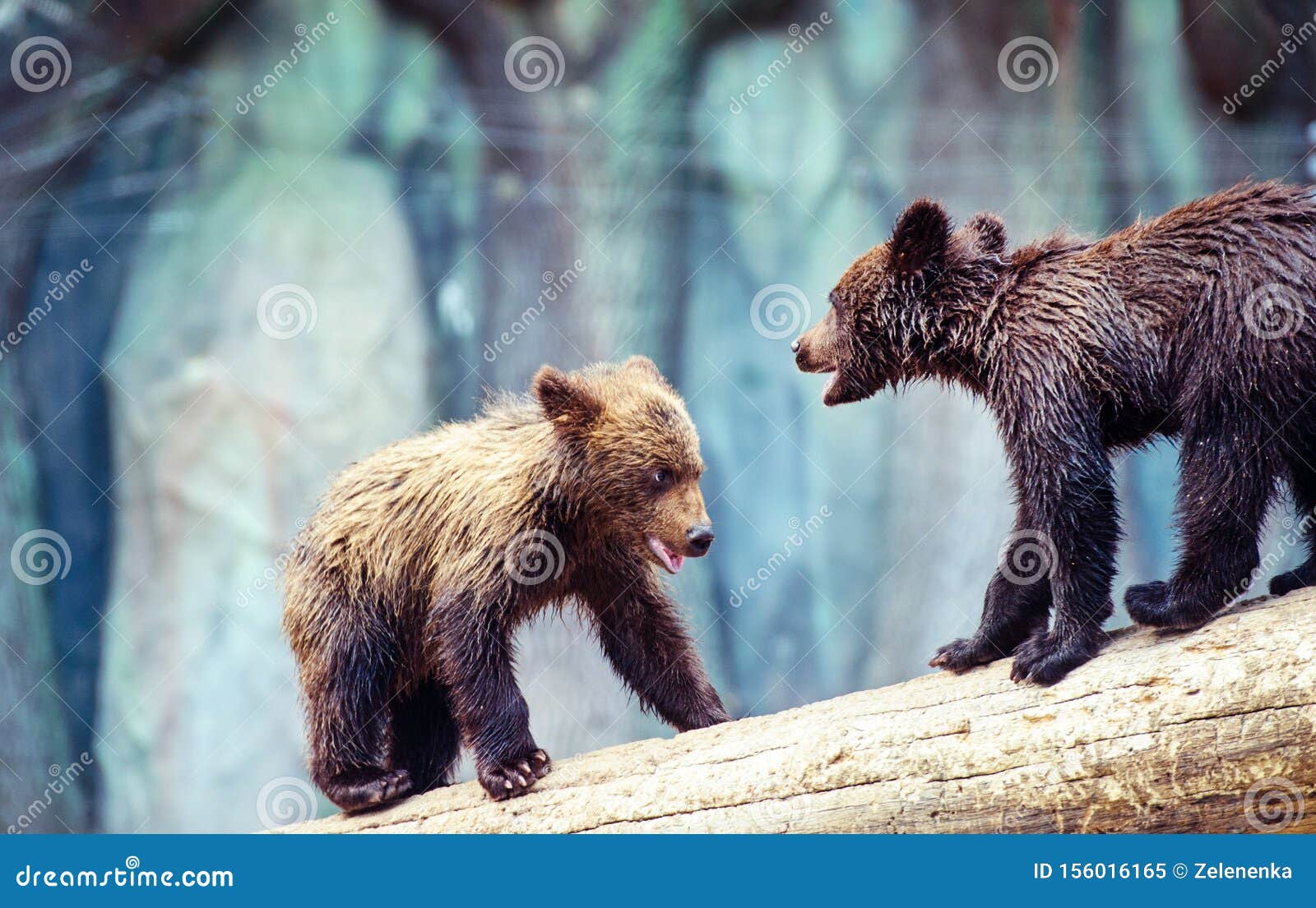 Jouer De Petits Animaux D Ours Image Stock Image Du Alaska Faune Jouer De Petits Animaux D Ours Image Stock Image Du Alaska Faune