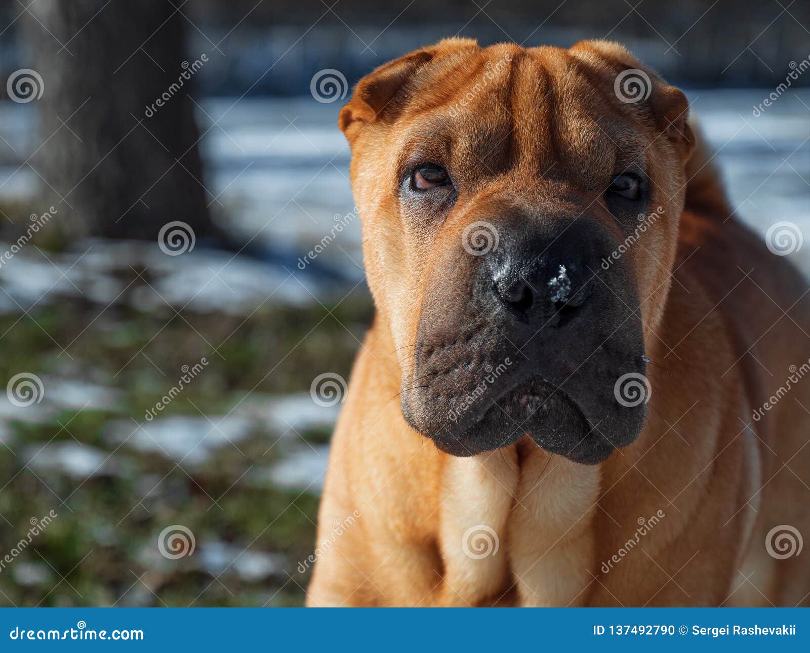 Jour Ensoleillé De Race De Maison De Chien De Shar Pei Park