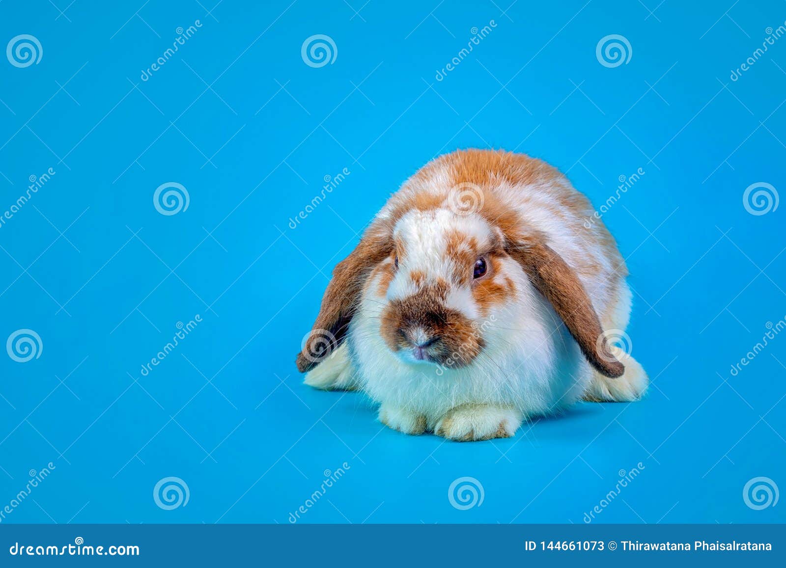 Jour Heureux De Paques Lapin De Fantaisie Sur Le Fond Bleu Clair Lapin De Fantaisie Mignon De Bebe Sur Le Fond Bleu Lapins Qui So Image Stock Image Du Adorable Amusement Jour Heureux De Paques Lapin De Fantaisie Sur Le Fond Bleu Clair Lapin De Fantaisie Mignon De Bebe Sur Le Fond Bleu Lapins Qui So Image Stock Image Du Adorable Amusement