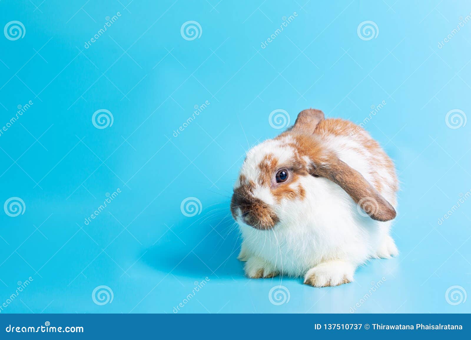 Jour Heureux De Paques Lapin De Fantaisie Sur Le Fond Bleu Lapin De Fantaisie Mignon De Bebe Sur Le Fond Bleu Lapins Qui Sont Mig Image Stock Image Du Closeup Lapin Jour Heureux De Paques Lapin De Fantaisie Sur Le Fond Bleu Lapin De Fantaisie Mignon De Bebe Sur Le Fond Bleu Lapins Qui Sont Mig Image Stock Image Du Closeup Lapin