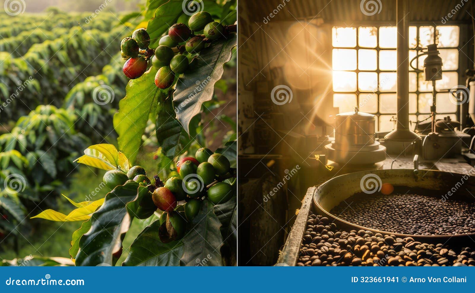 journey of coffee: from lush plantation to rustic roastery delight