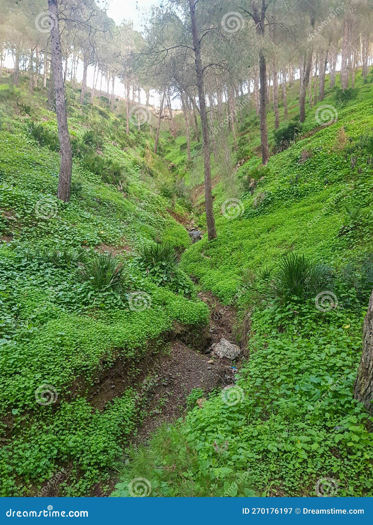 Journey To Explore the Enchanting Grass Under the Pine Trees in a