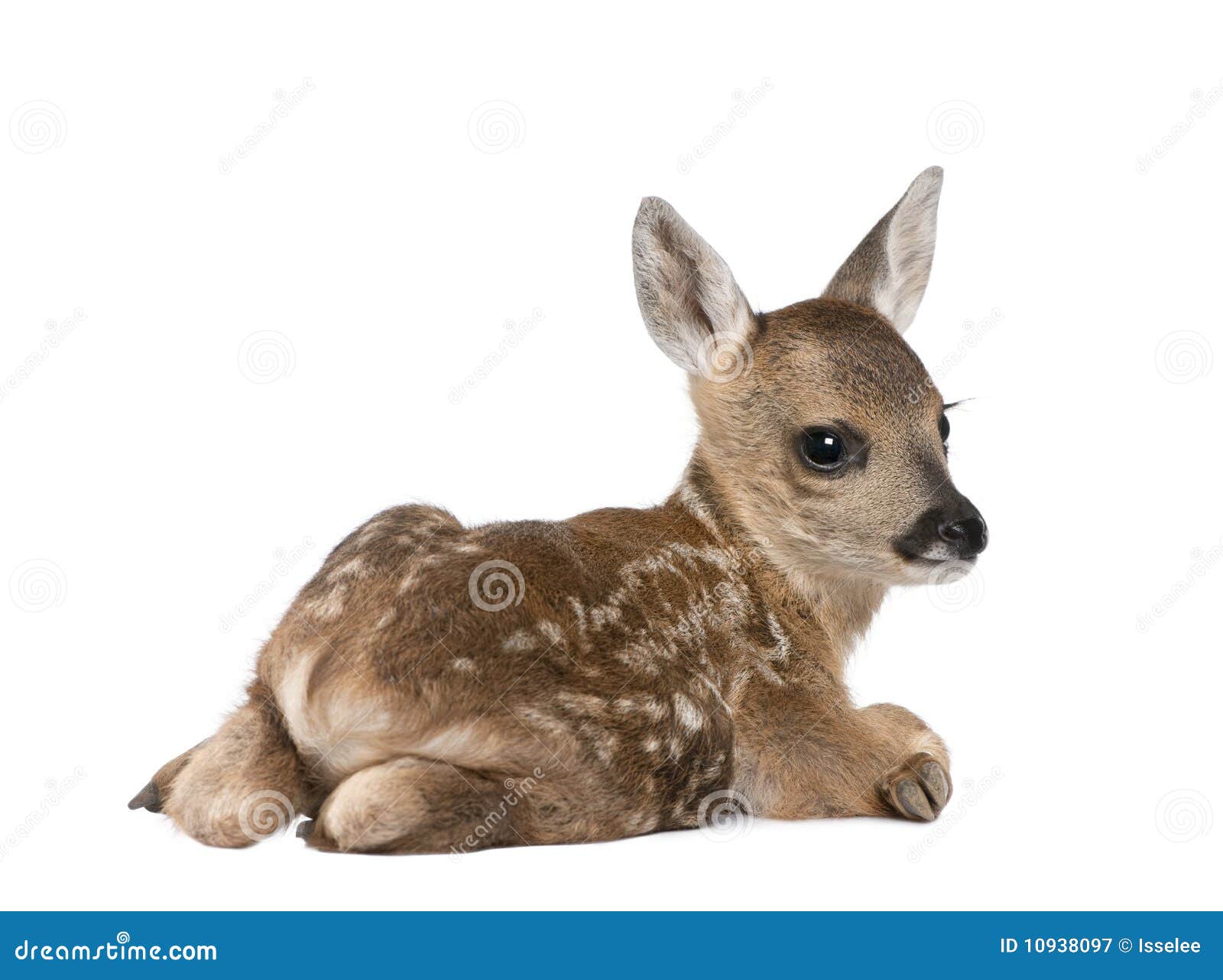 Jovem corça foto de stock. Imagem de animal, selvagem - 29232578