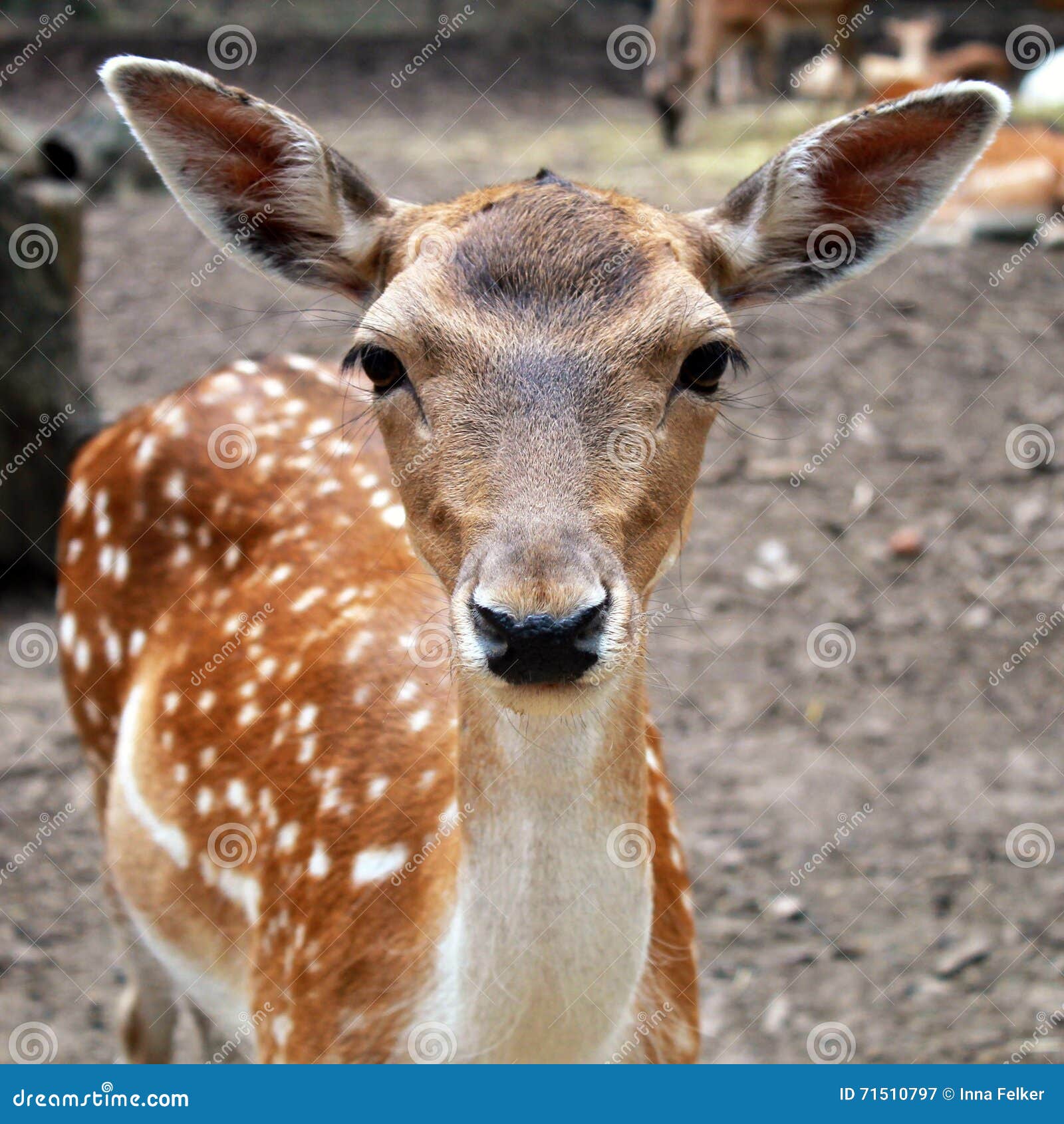 Jovem Corça Nova Da Cauda Branca Com Grandes Orelhas Imagem de Stock -  Imagem de animal, mula: 71510797, image size:1600x1690