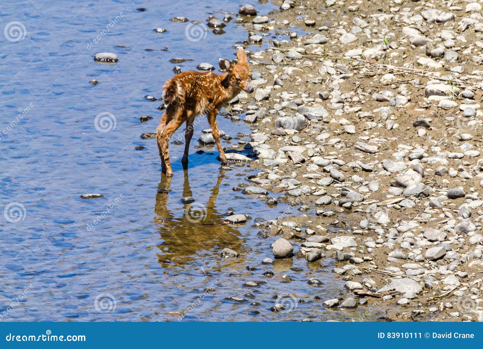 Corça no campo.  Baby animals, Cute animals, Animals wild