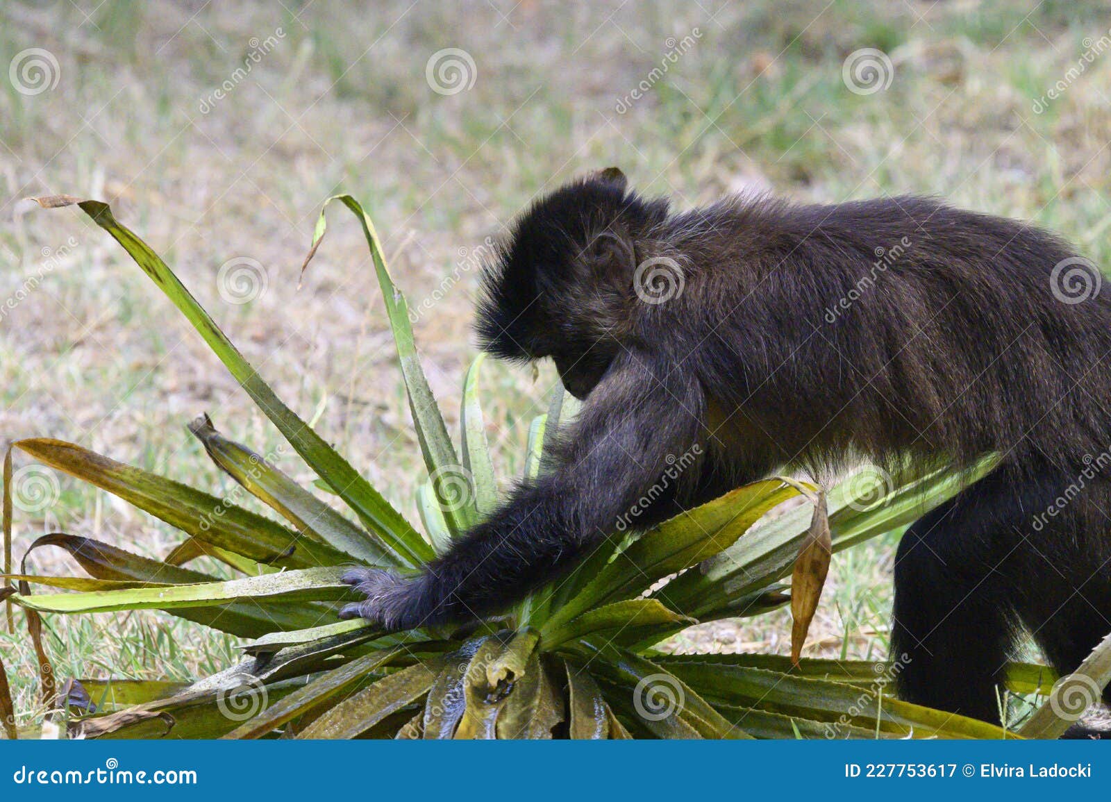 Jovem Macaco, O Belo Animal Na Grama No Dia Ensolarado Imagem de Stock -  Imagem de fresco, verde: 227753617