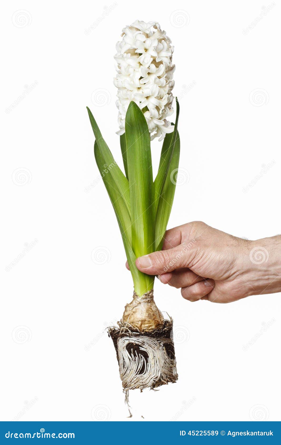 Jovem Mulher Que Guarda a Flor Branca Do Jacinto Imagem de Stock - Imagem  de isolado, passatempo: 45225589