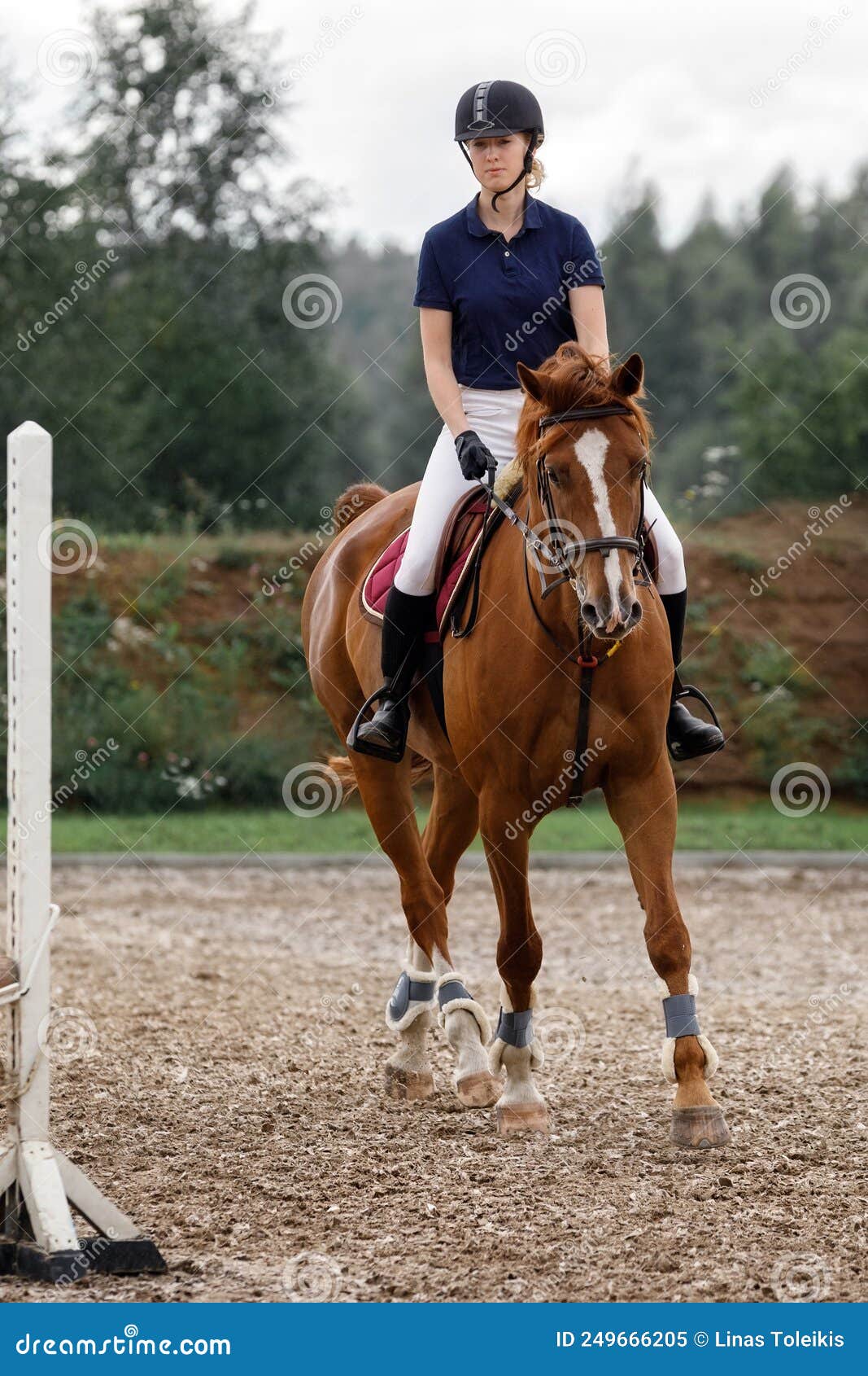 Cavalo De Baía Com Garota De Jóquei Pulando Sobre Um Obstáculo. Um