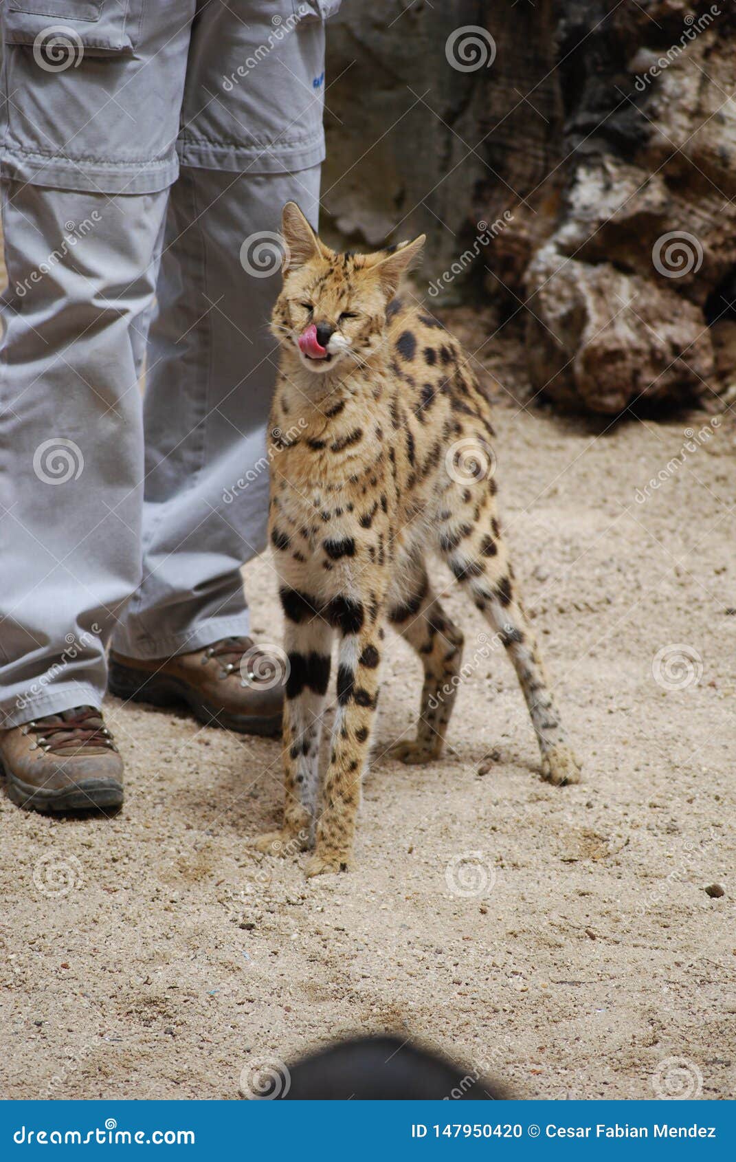 young cheetah licking