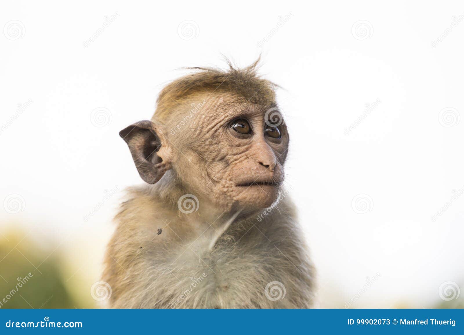 Jovens, Macaco De Macaque De Vista Feio, Kandy, Sri Lanka Imagem de Stock -  Imagem de fundo, macaco: 99902073