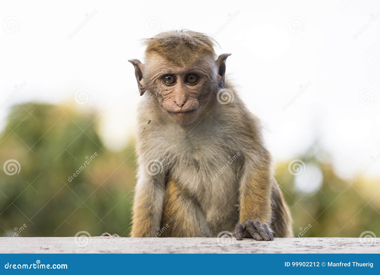 Jovens, Macaco De Macaque De Vista Feio, Sri Lanka Foto de Stock - Imagem  de fofofo, pele: 99902212