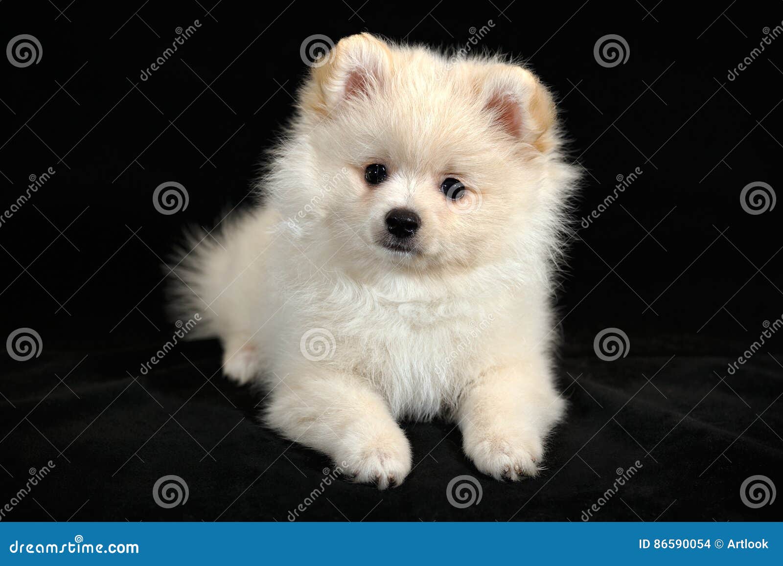 white german spitz puppy