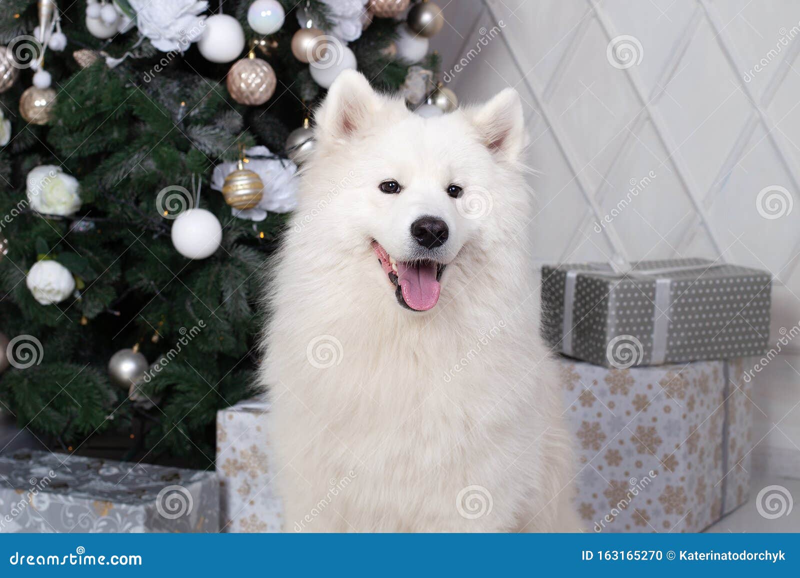 Joyeux Noël Et Joies Fêtes Nouvel an 2020 Un Chien En Samoyé Est Couché Dans Le Salon à L 