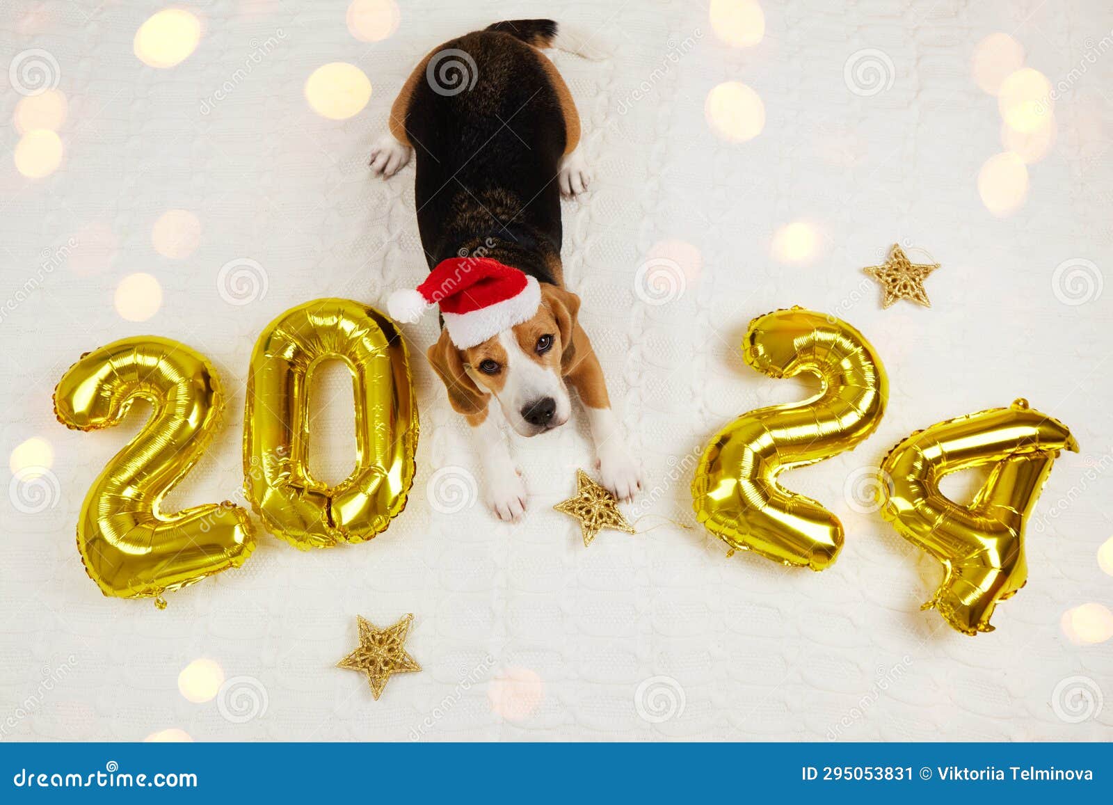 Joyeux Nouvel an 2024 Et Joyeux Noël. Un Chien Beagle Dans Un