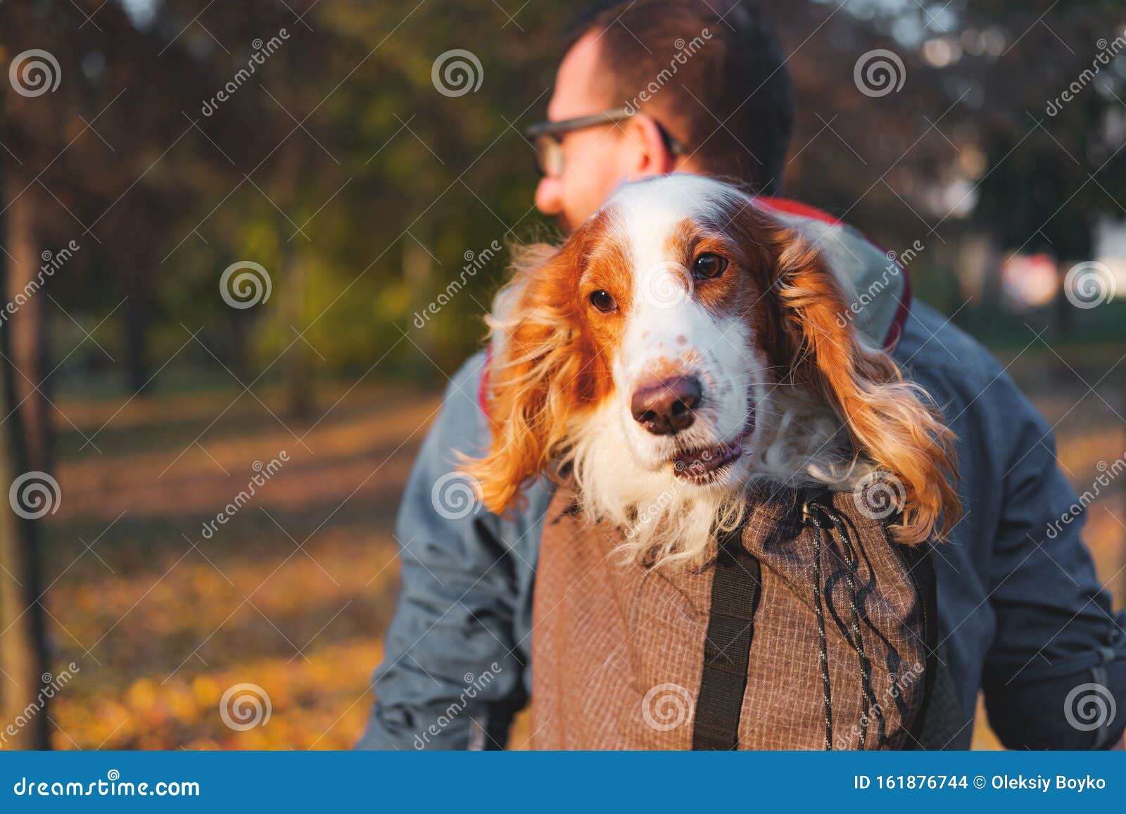 Joyful Cocker Spaniel Sits in a Backpack. Stock Photo Image of