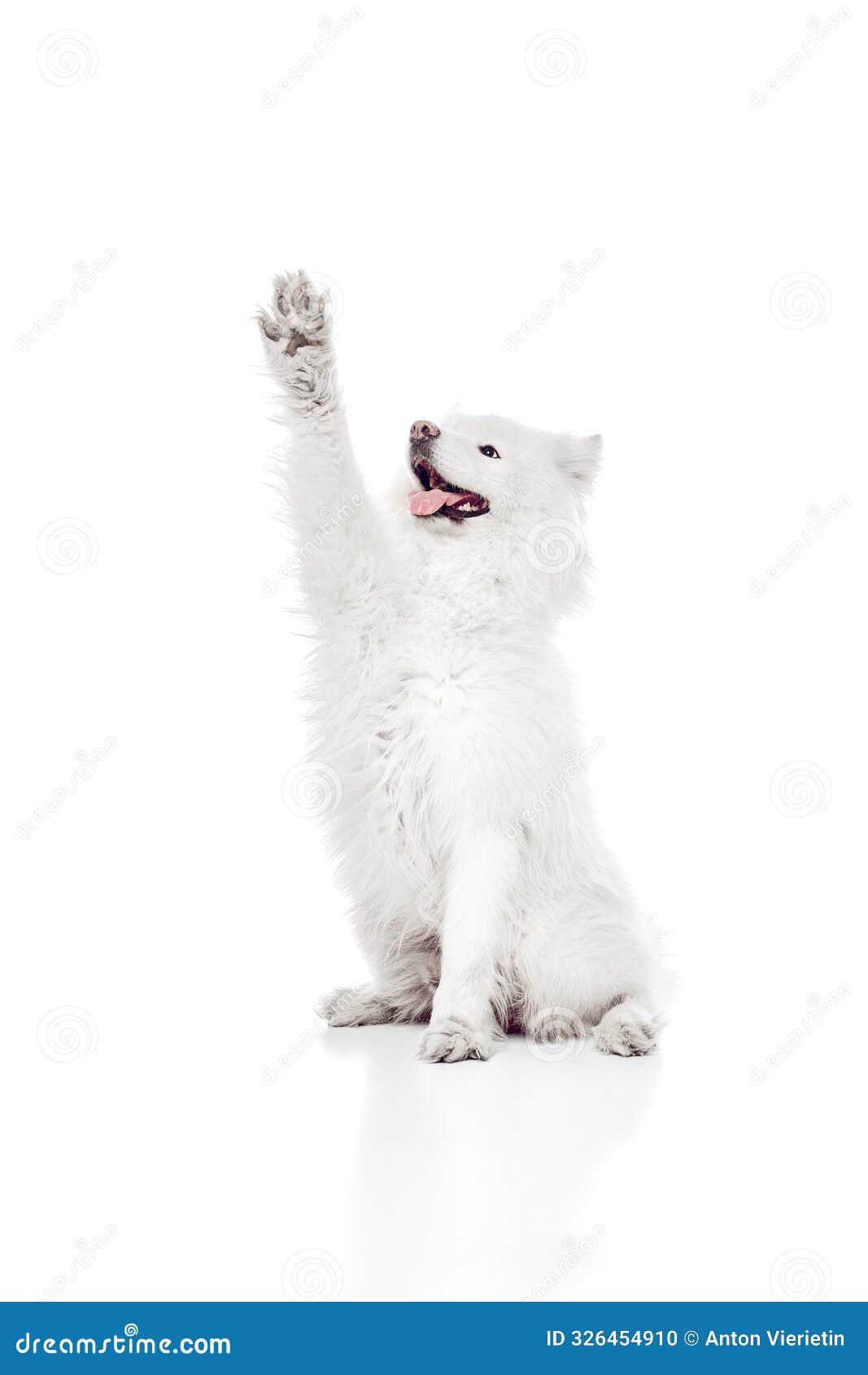 joyful samoyed sitting upright with one paw raised high as if waving or giving high-five against white studio background