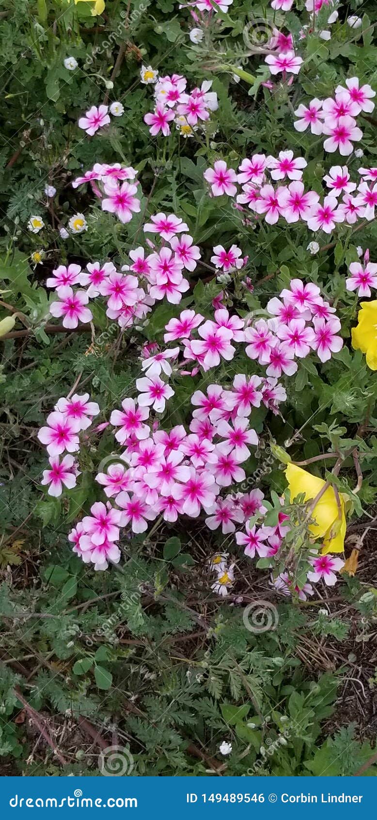 Joyous Chorus of Pink stock photo. Image of joyous, pink 149489546
