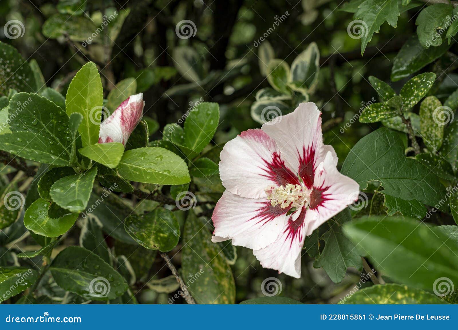 _jp12741-hibiscus flower. - white hibiscus flower in a hedge, alsace, france.