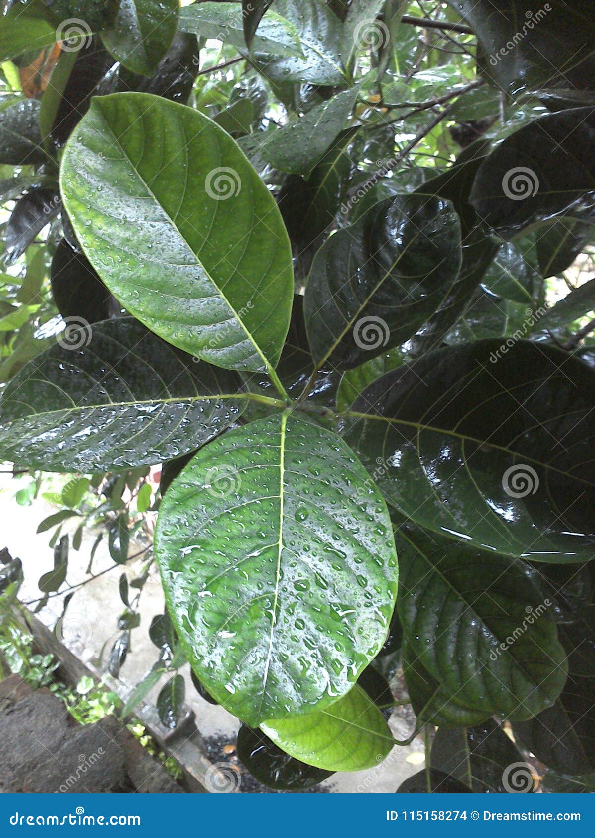 Wite Leaf of Jackfruit Tree Stock Photo Image of drop, jpeg 115158274