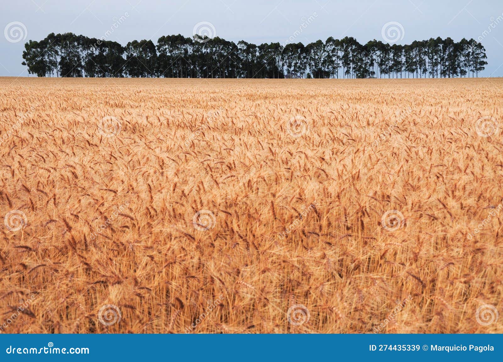 juan lacaze, uruguay, is a picturesque sight with vast expanses of golden crops and pockets of trees gracing the fields.