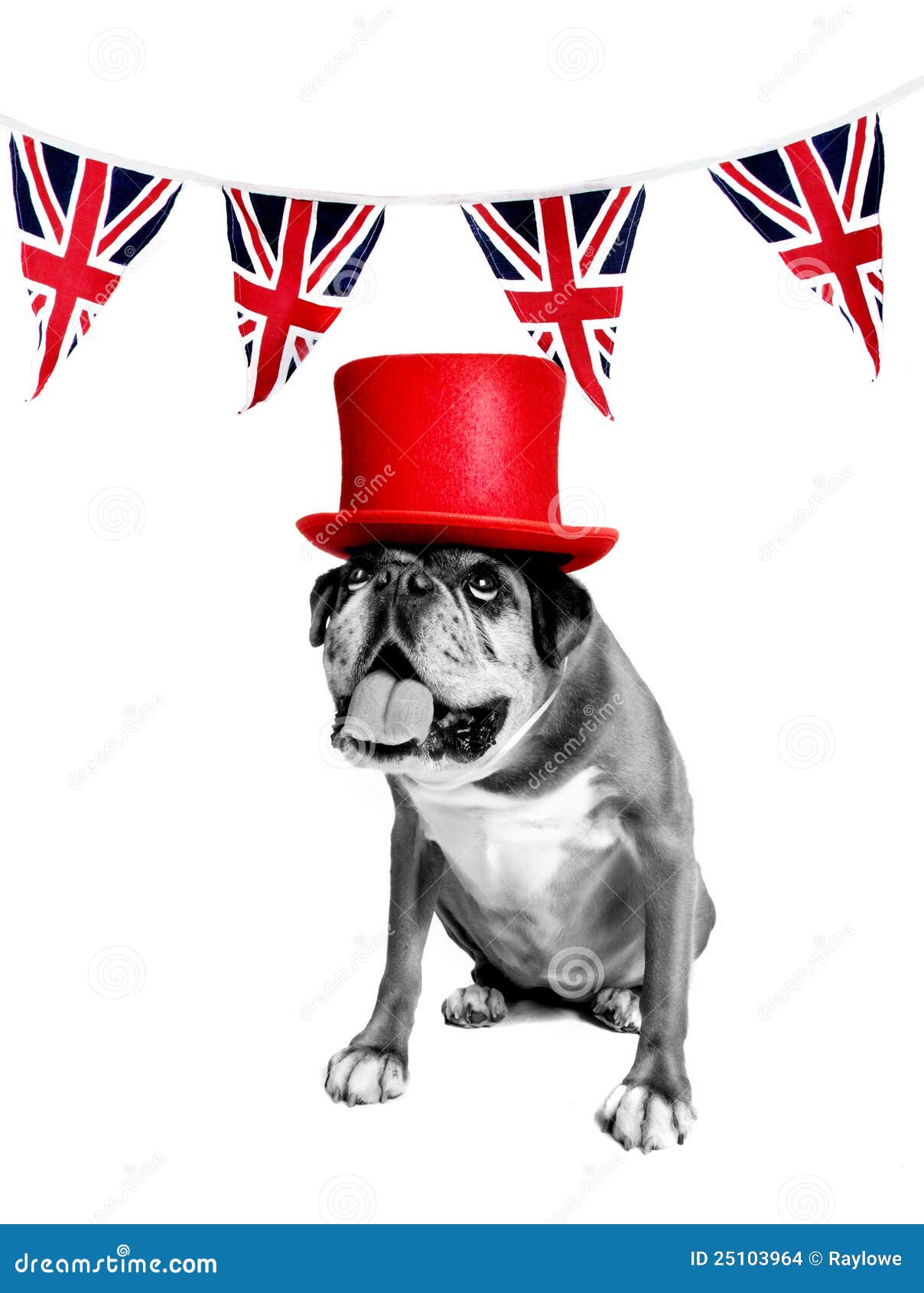 Jubilee boxer dog stock photo. Image of studio, tongue 25103964