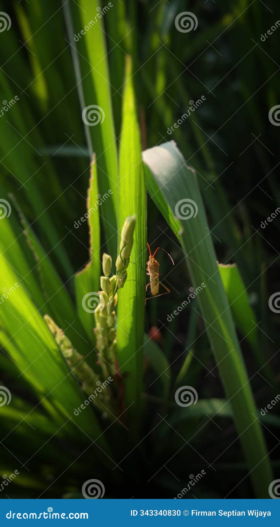 macro of insect on rice plant