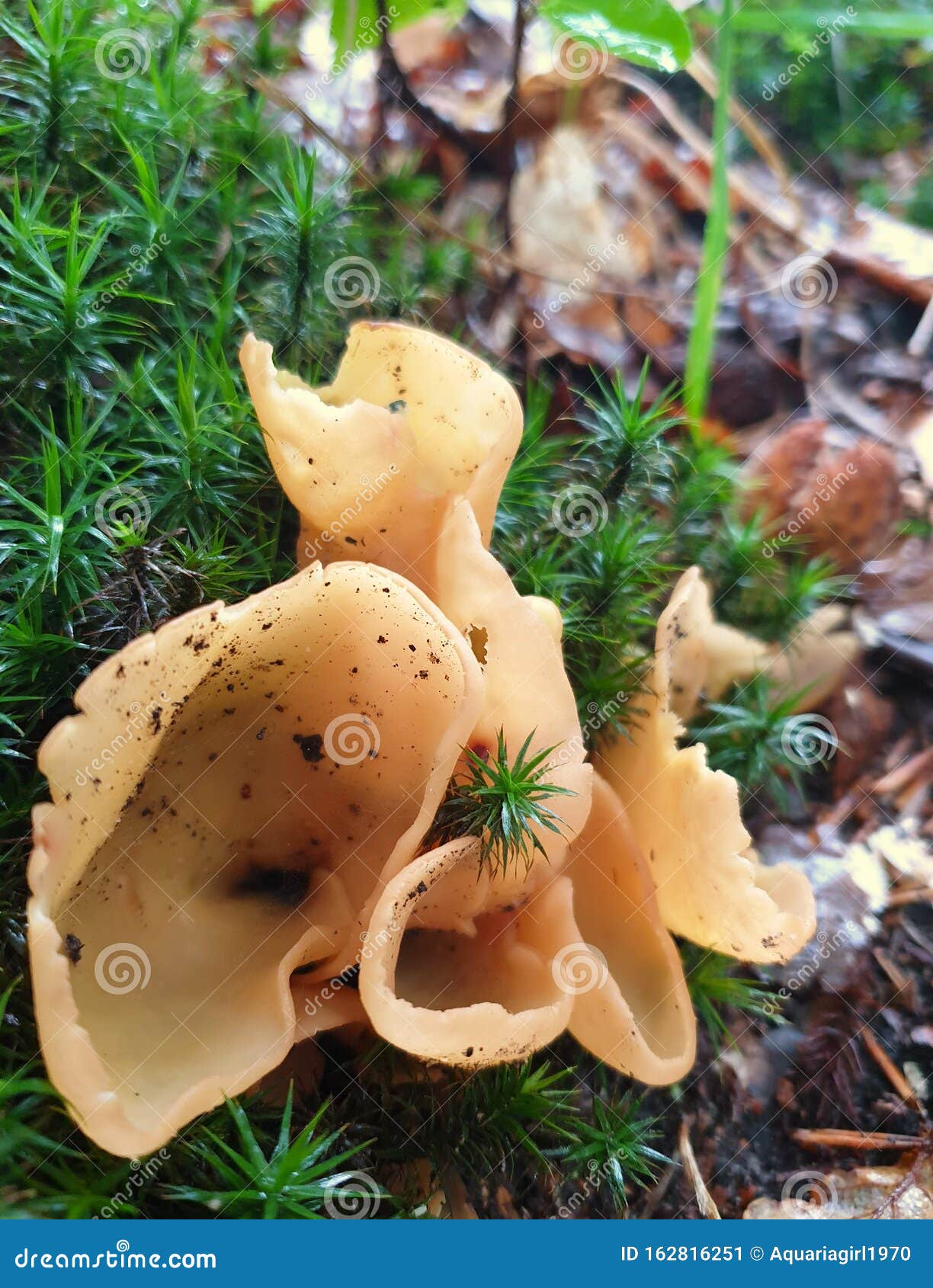 Mushrooms Judas Ear Auricularia Auriculajudae A Family Of Fungi