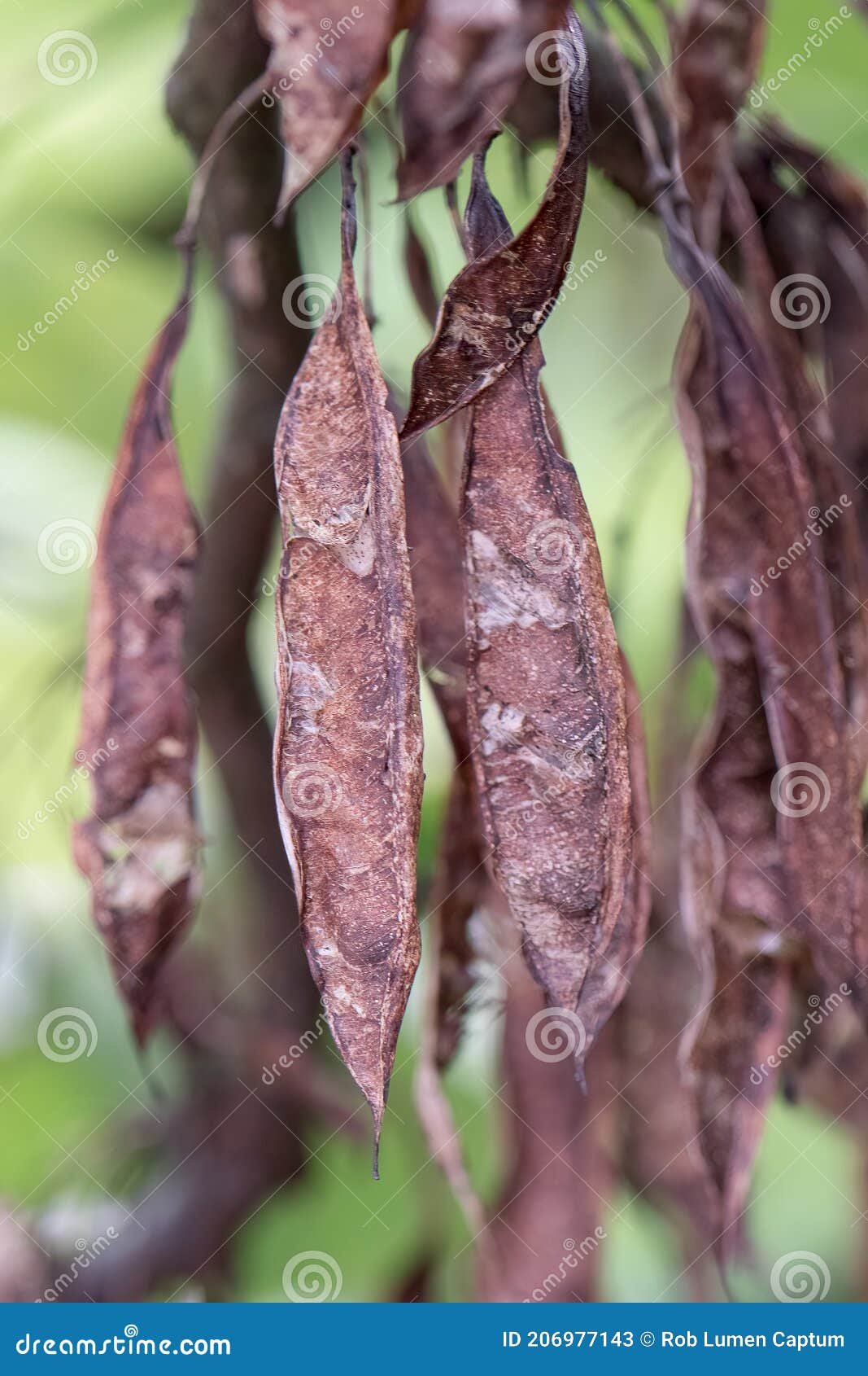 Judas Tree Cercis Siliquastrum, Closeup of Seed Pods Stock Image