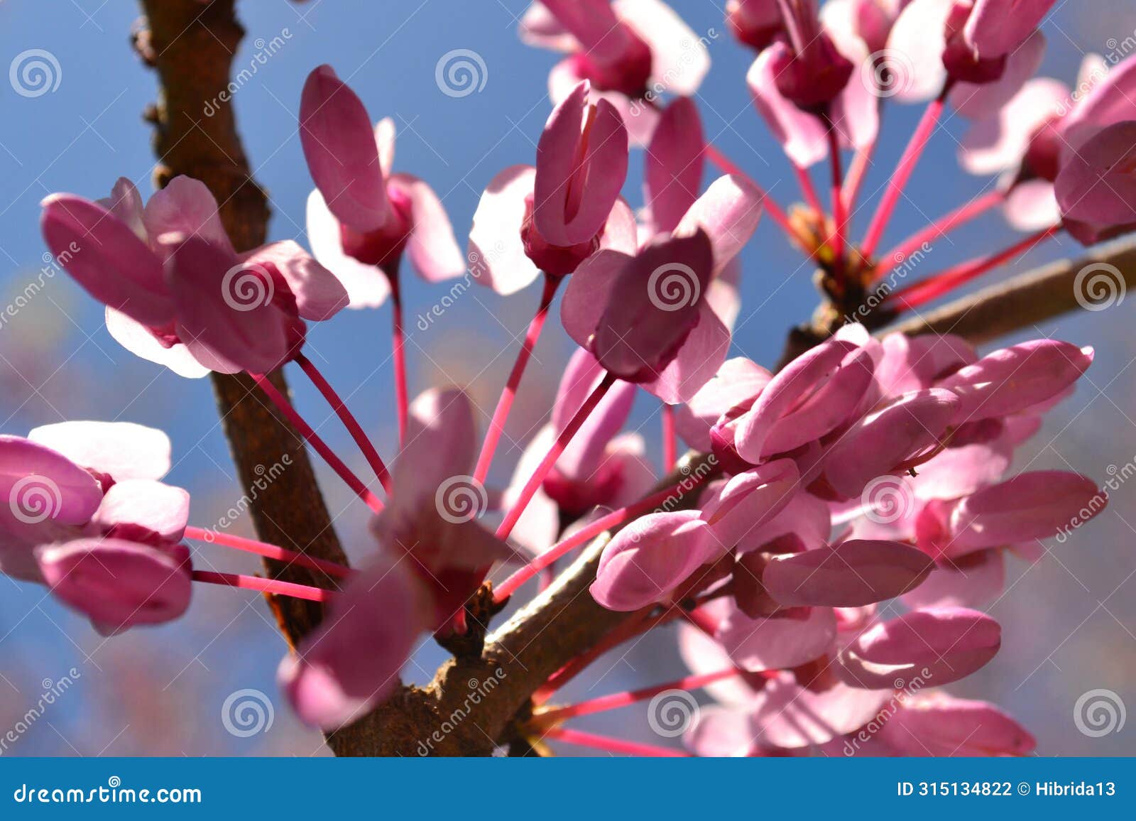 judas tree seeds. mediterranean redbud. lovetree