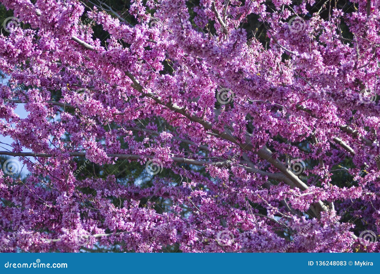 cercis siliquastrum judas tree spring blossom