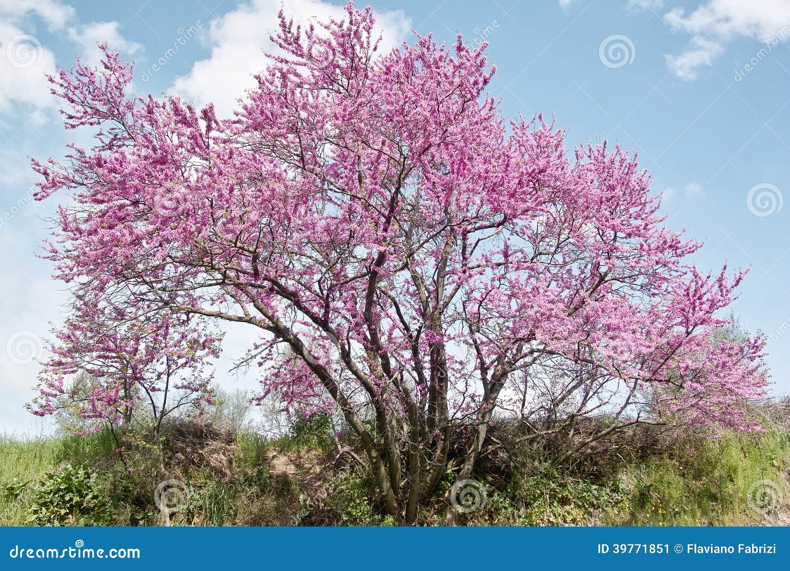 Judasboom, Siliquastro Stock Afbeelding. Image Of Oordelen - 39771851