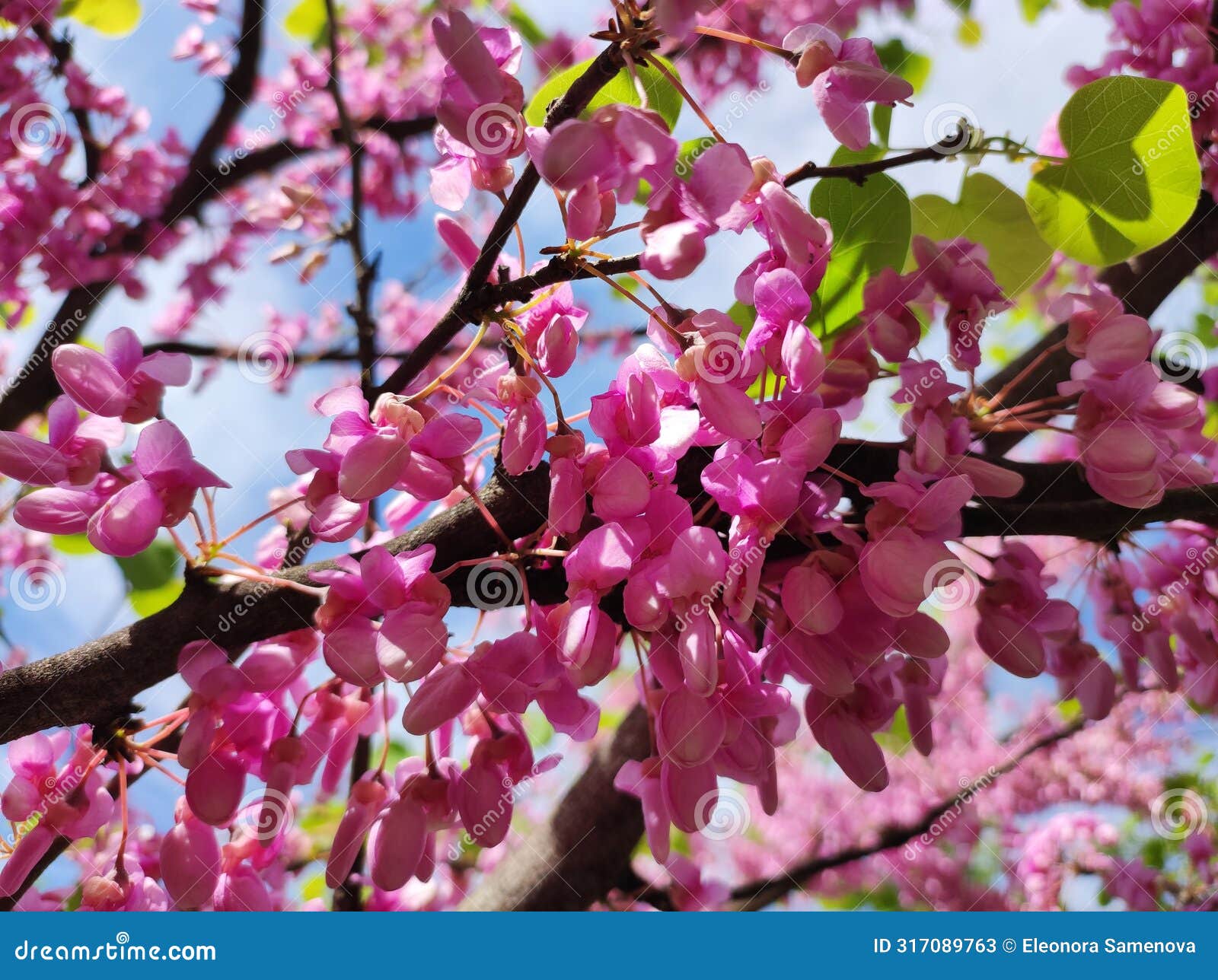 judastree (cercis siliquastrum) blossom
