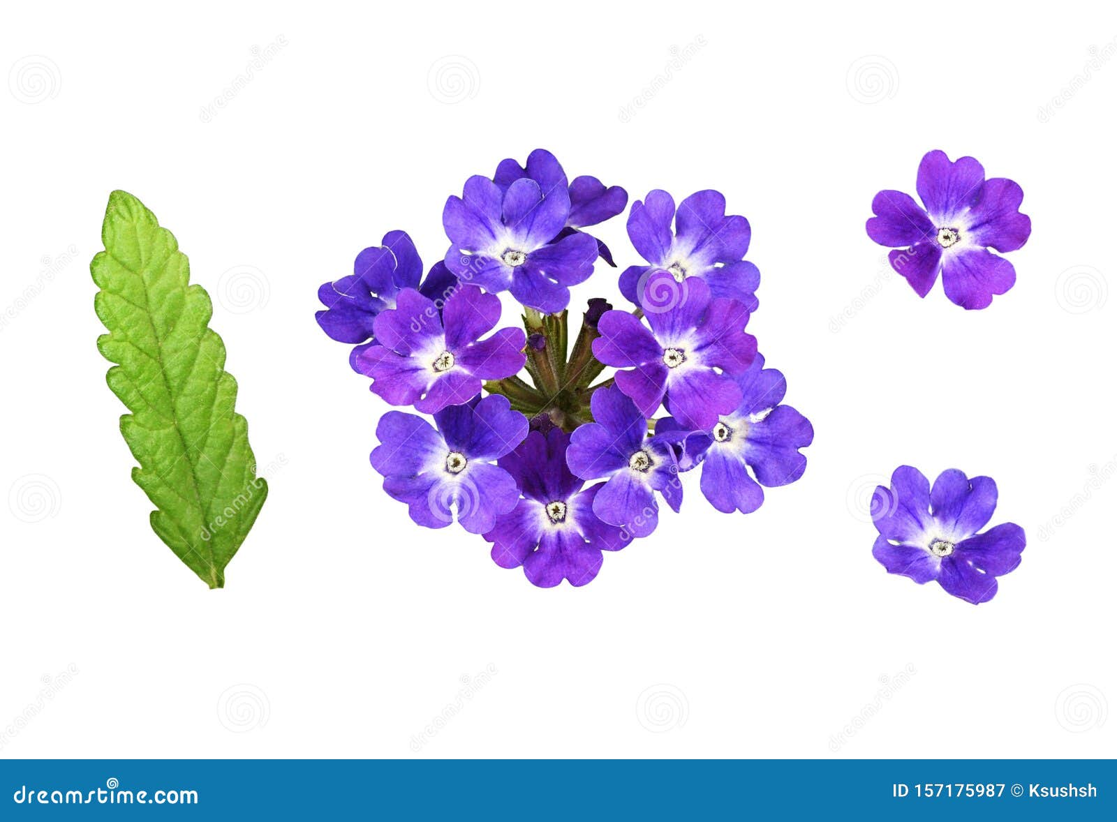 Juego De Flores Y Hojas De Verbena Violeta Imagen De Archivo Imagen De Conjunto Floral 157175987