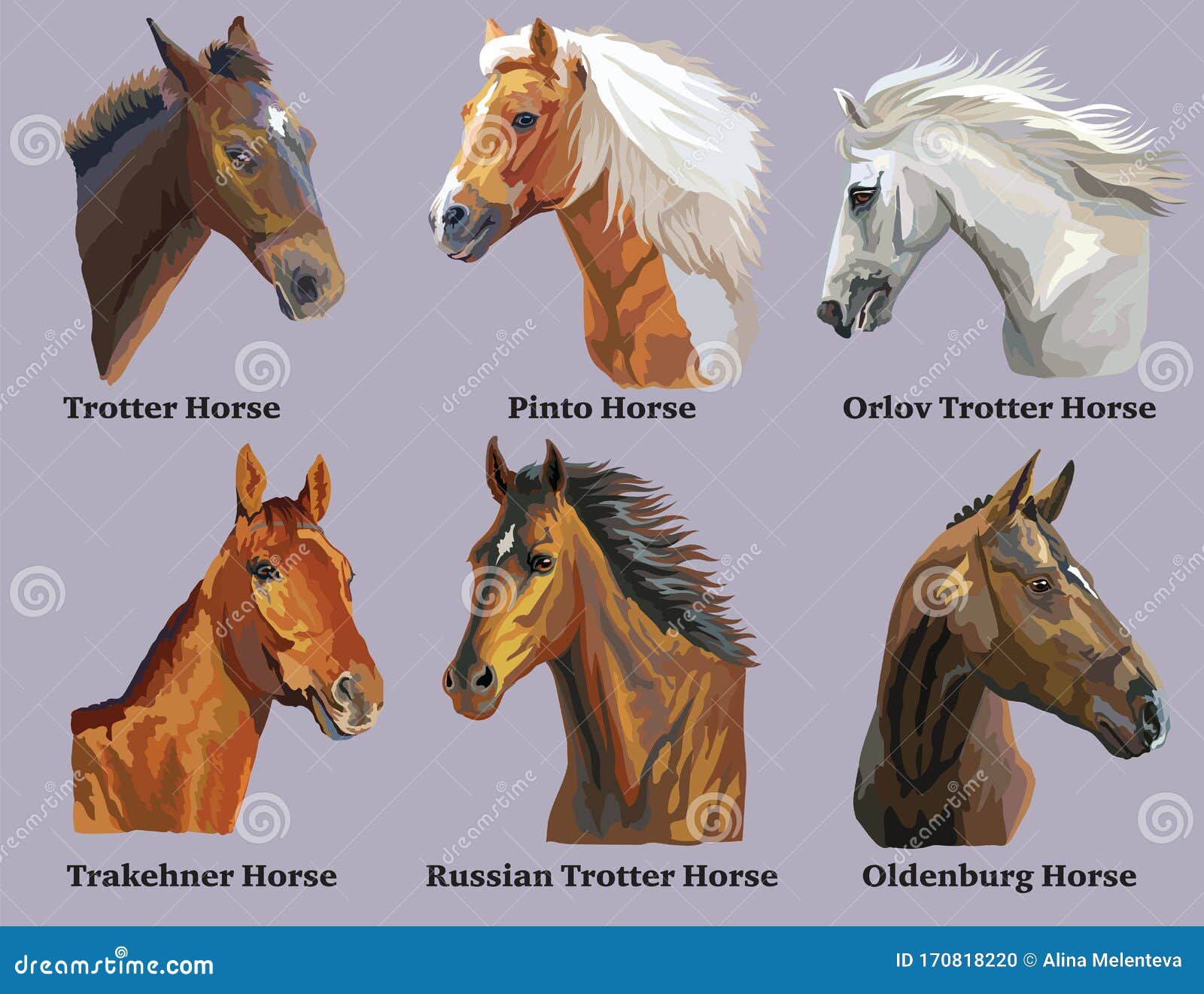 demandante Acuoso Insistir Juego De Retratos De Razas De Caballos 3 Ilustración del Vector - Ilustración de fondo, perfil: 170818220 demandante Acuoso Insistir Juego De Retratos De Razas De Caballos 3 Ilustración del Vector - Ilustración de fondo, perfil: 170818220
