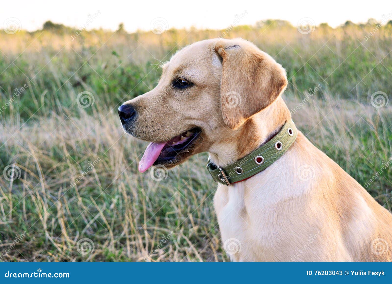 Juego Del Oro Del Labrador Retriever En El Campo Al Aire Libre Imagen de archivo - Imagen de labrador, juego: 76203043