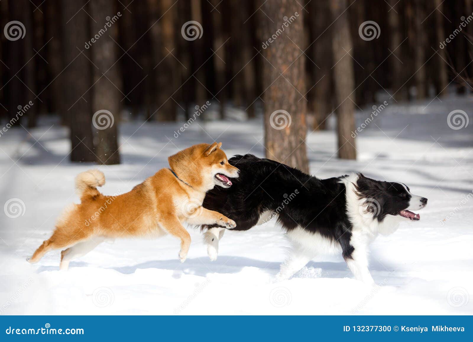 juegos border collie