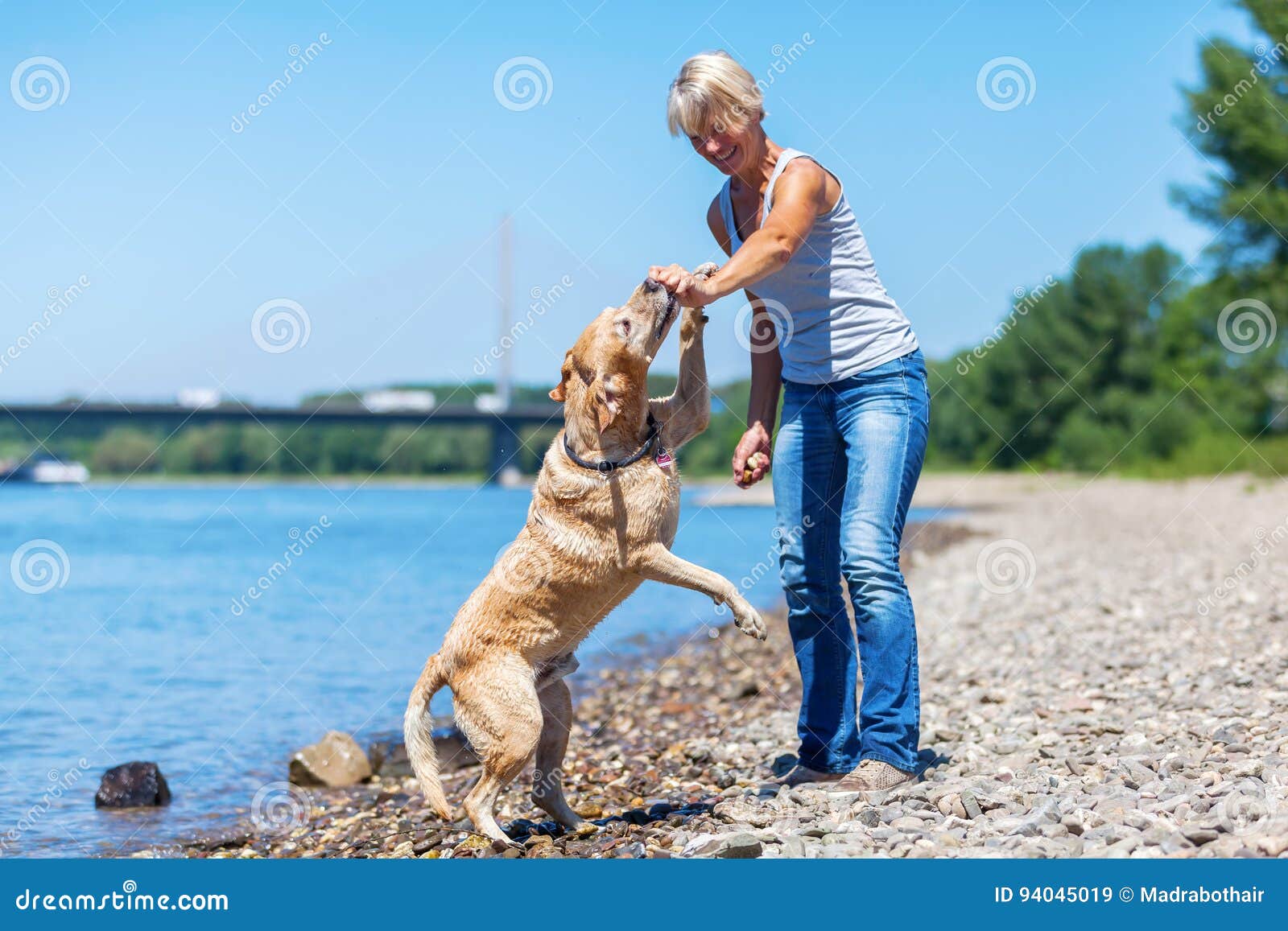 Juegos Maduros De La Mujer Con Un Labrador Retriever Imagen de archivo - Imagen de claro, azul: 94045019